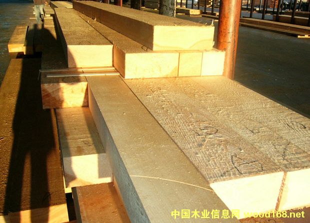 黃檜木的詳細(xì)介紹