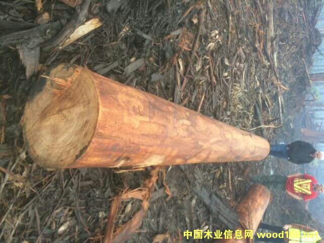 桉木的詳細(xì)介紹