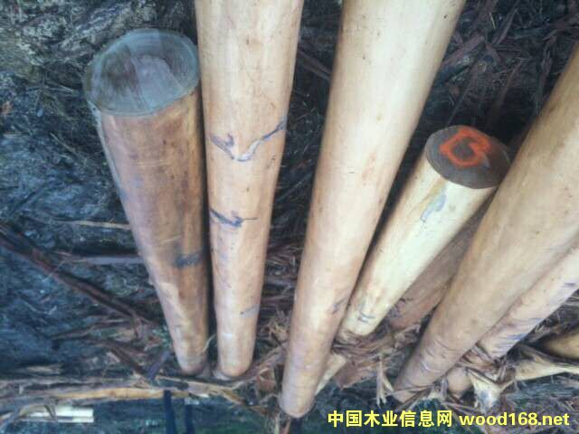 桉木的詳細(xì)介紹