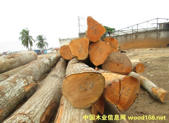 香洋椿的詳細(xì)介紹