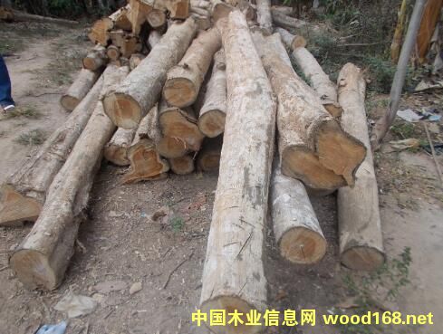 非洲柚木的詳細(xì)介紹