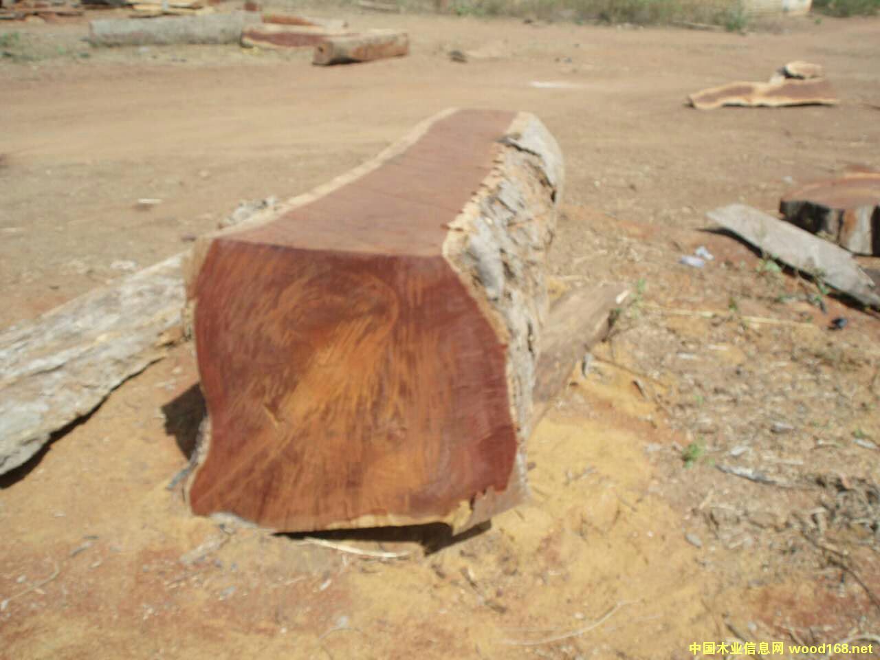 塔利的詳細(xì)介紹