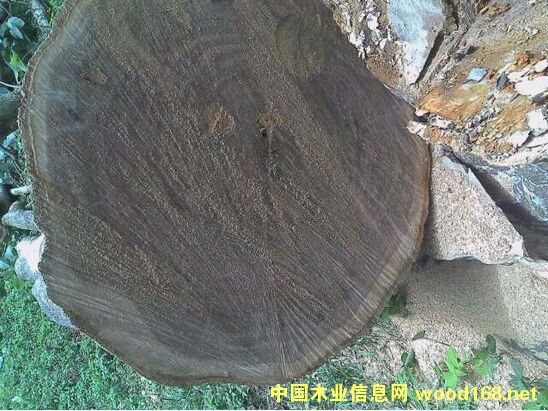 石梓木的詳細(xì)介紹