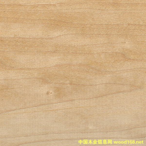 軟楓的詳細(xì)介紹