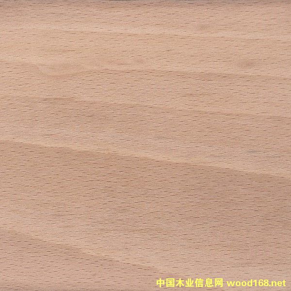 櫸木的詳細(xì)介紹