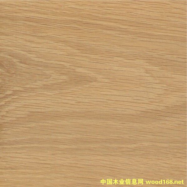 白橡的詳細(xì)介紹