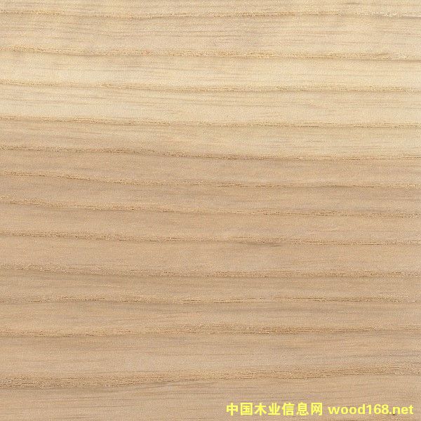 白蠟的詳細(xì)介紹