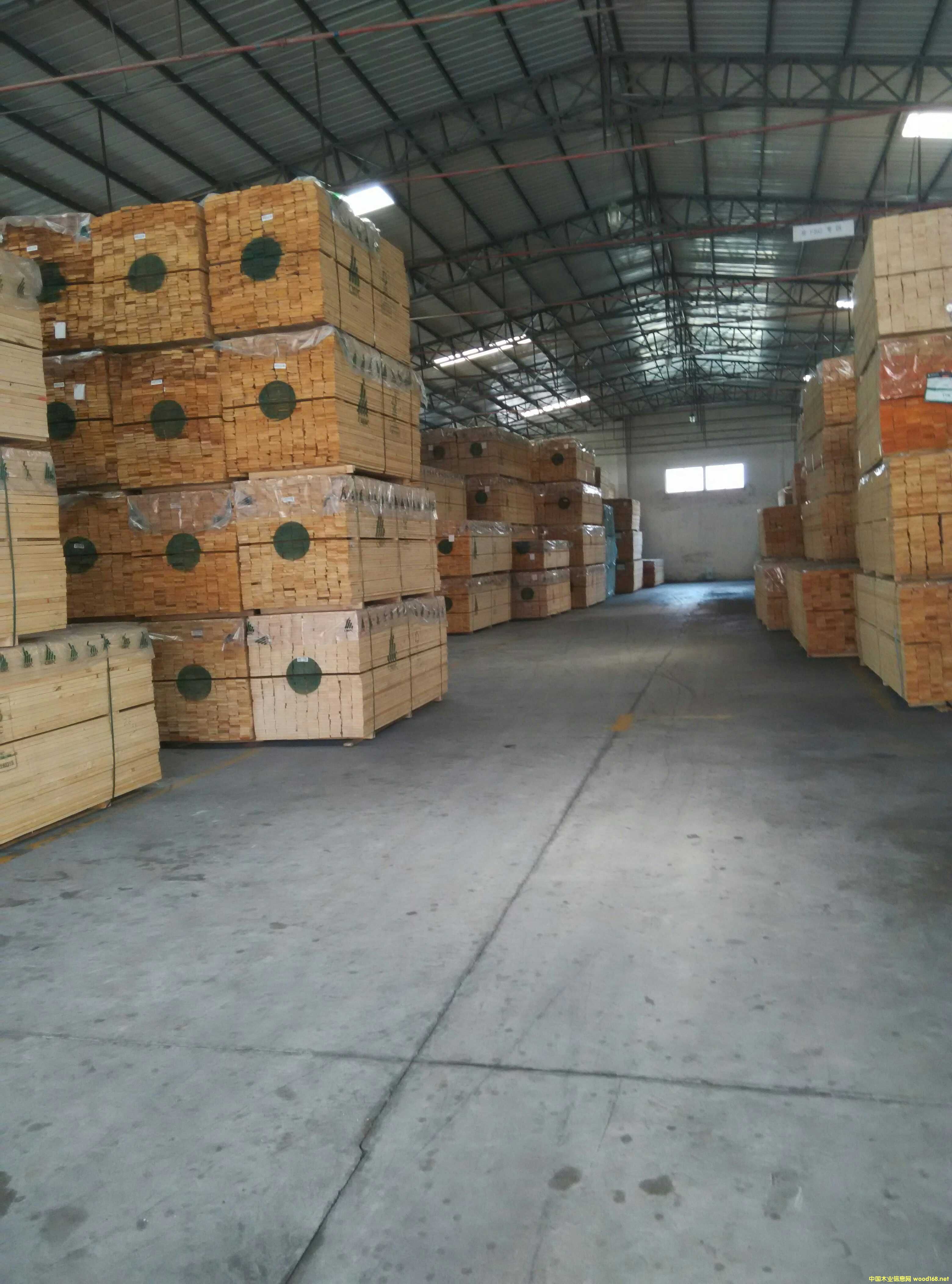 智利松木的詳細(xì)介紹