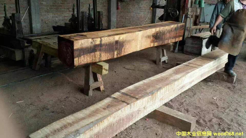 軍刀豆的詳細介紹