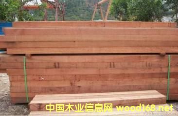 紅雪松的詳細(xì)介紹