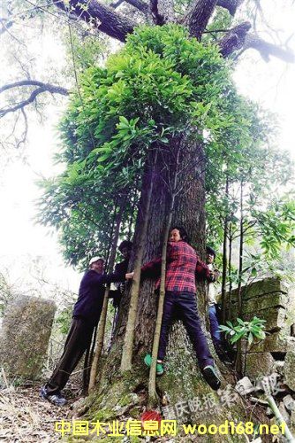 {F(xin)800qzľ ƷNϡЃrֵ@