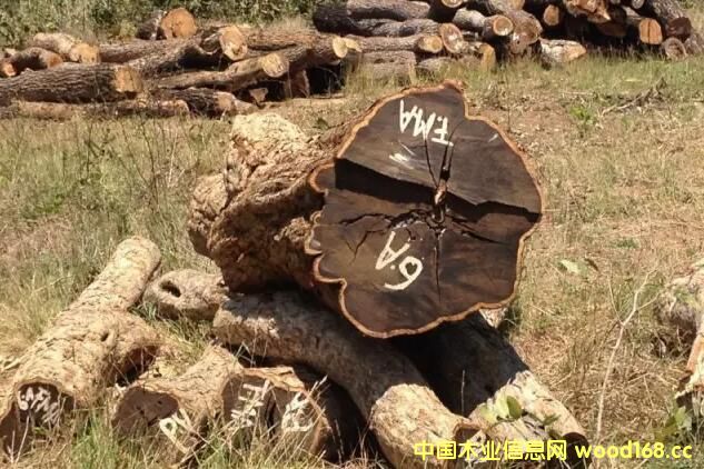 |ǺS̴M(jn)횳ʾϷCITESSCtһ⵽