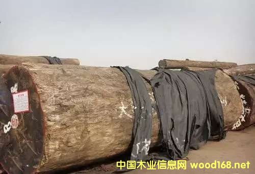 ͻϰ ľδОlΣCITES׌֮ĽY(ji)