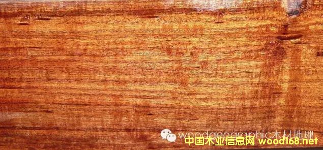 ľİٿƣɘ(l)MopaneľԔ