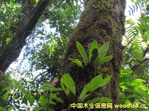 R_(d)˹ľĿʧ S̴͞ľ