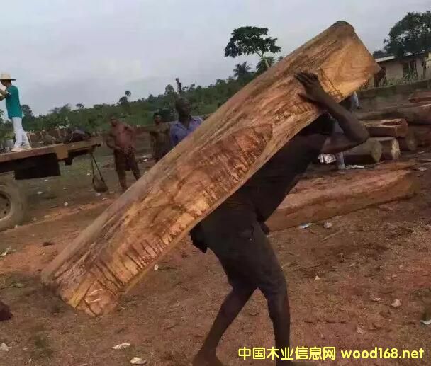 CITES(hu)9.24_(ki)h̴(j)lΣ