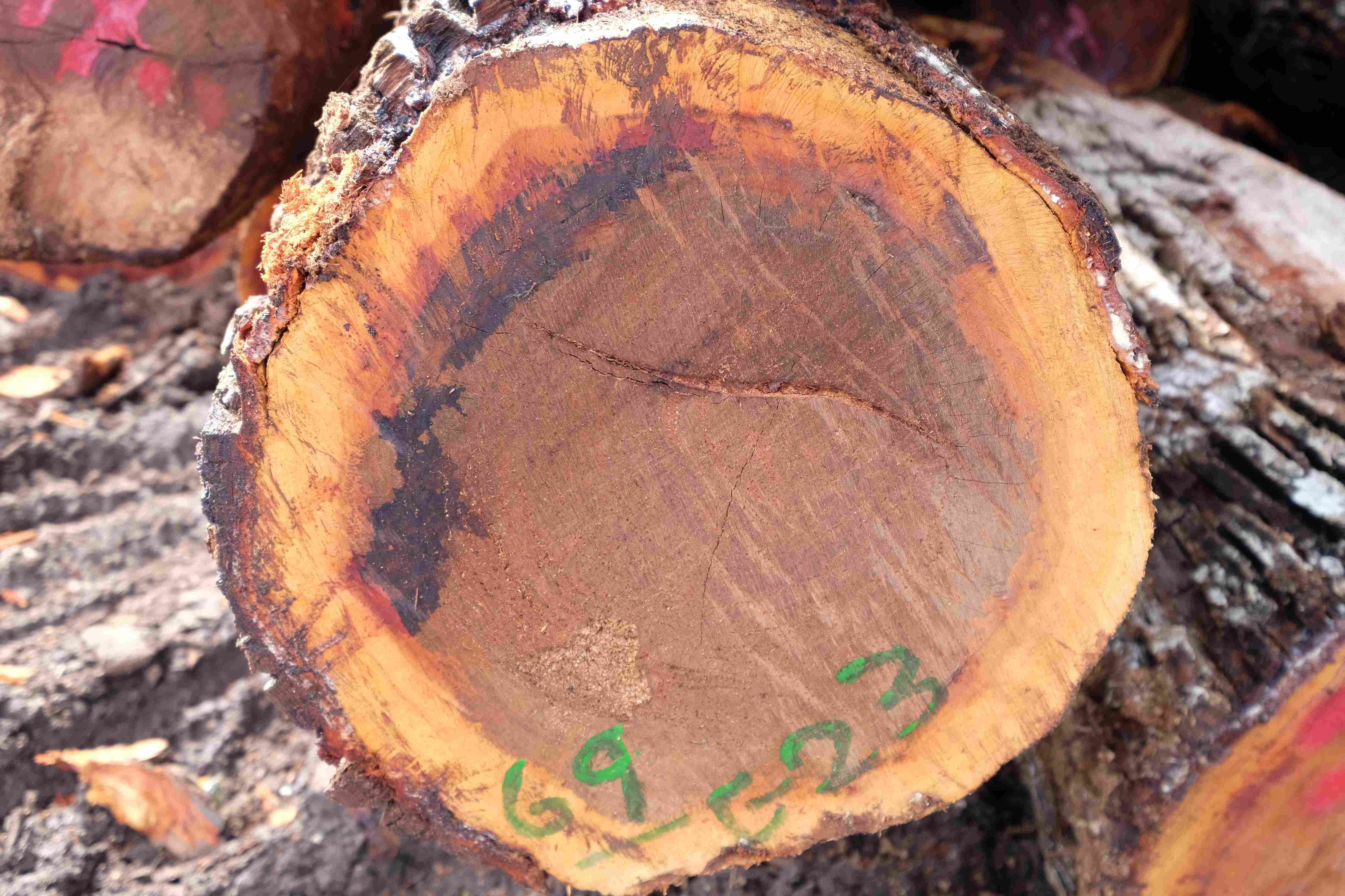 ​Ĺ(sh) (CHICOZAPOTE)