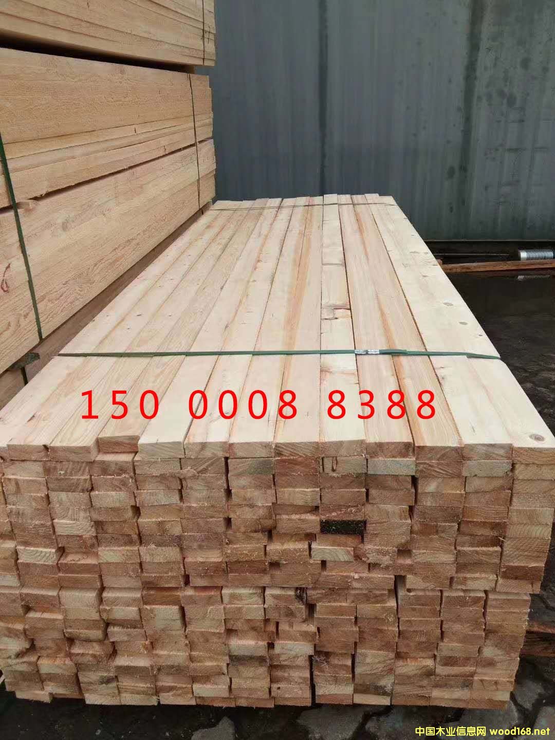 花旗松的詳細(xì)介紹