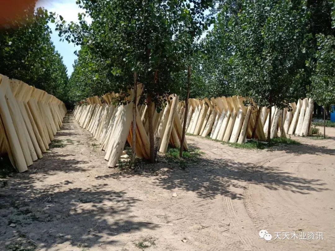 的詳細(xì)介紹