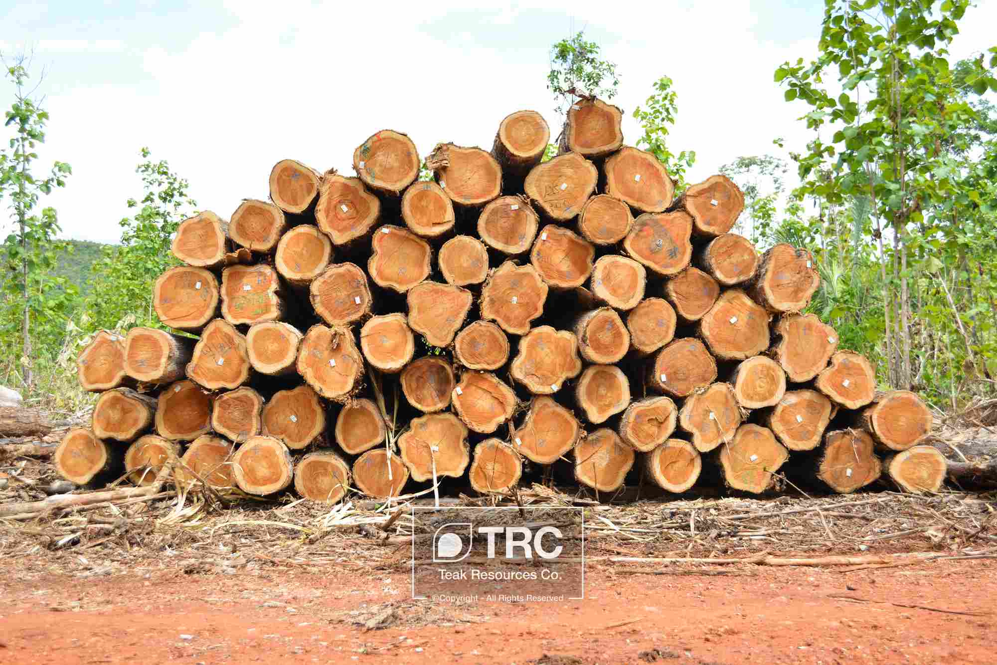 FSC ľƤȼ(j) ľԭľ Veneer Teak log