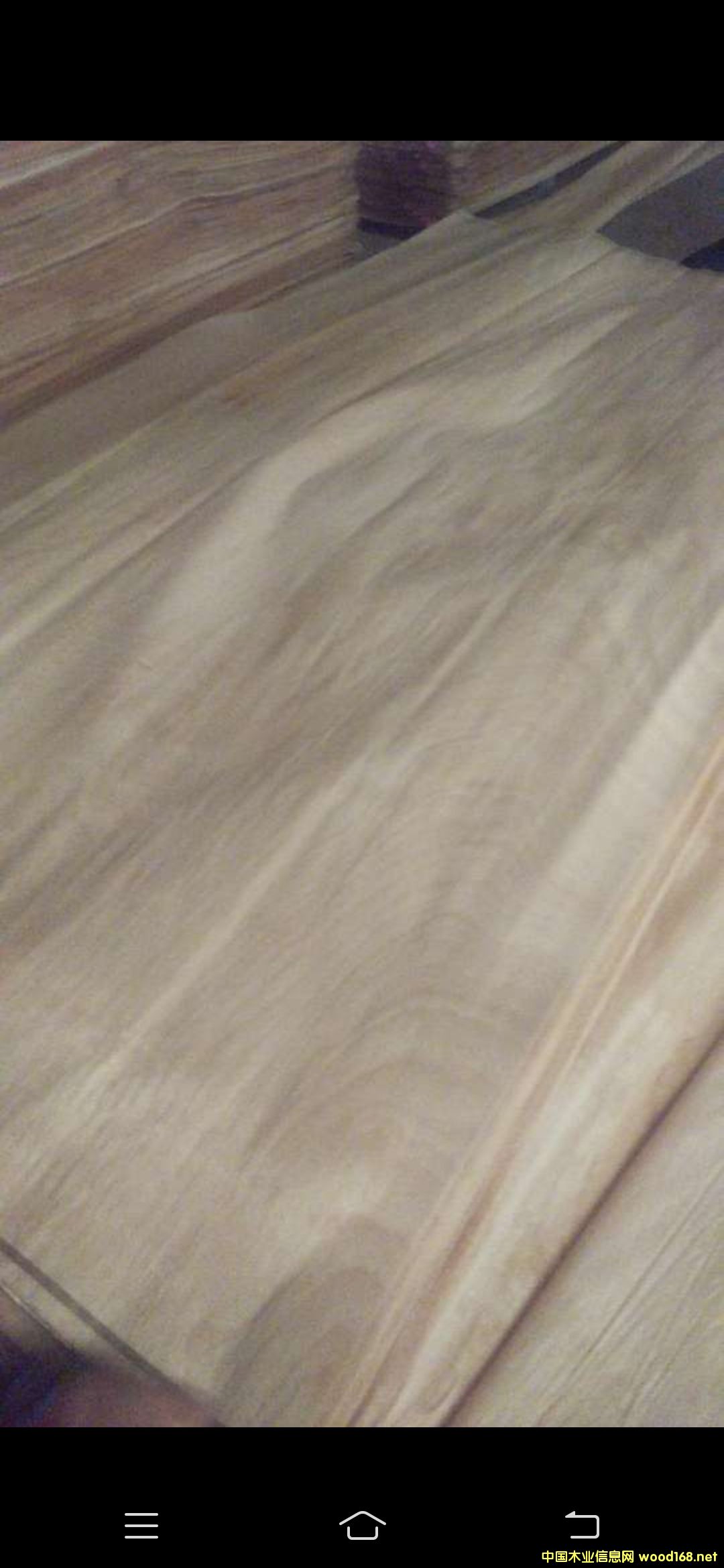 紅橄欖的詳細(xì)介紹