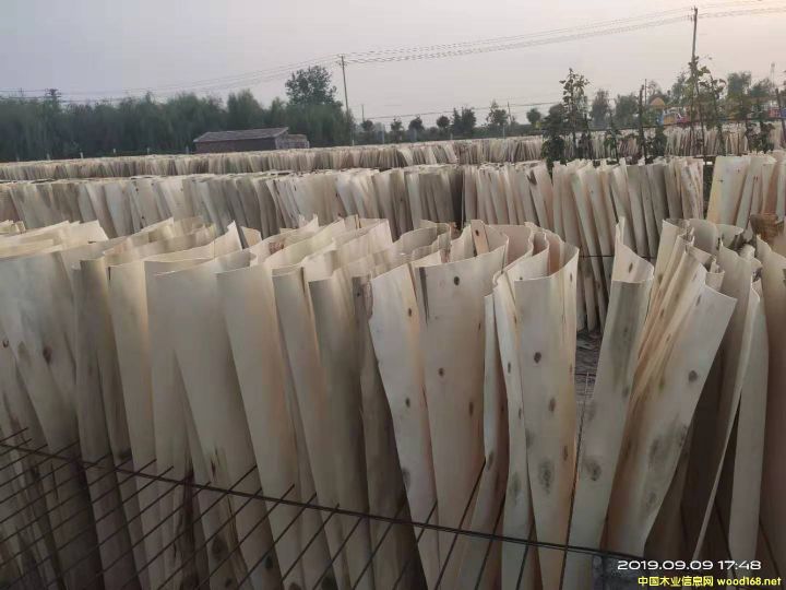 楊木皮的詳細(xì)介紹