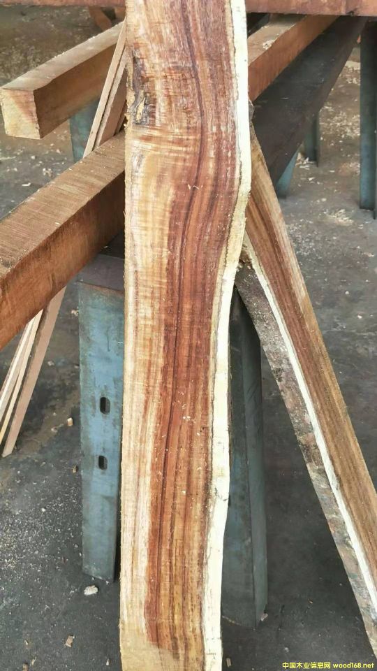 [] L(zhng)ڹ(yng)~˼ľ ľACACIA