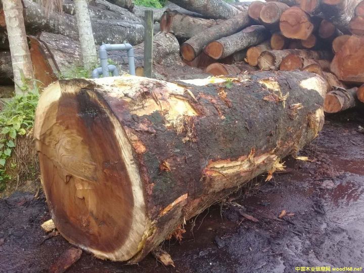 [] (yng)M(jn)˼ľACACIAľϚgľ˼ľ