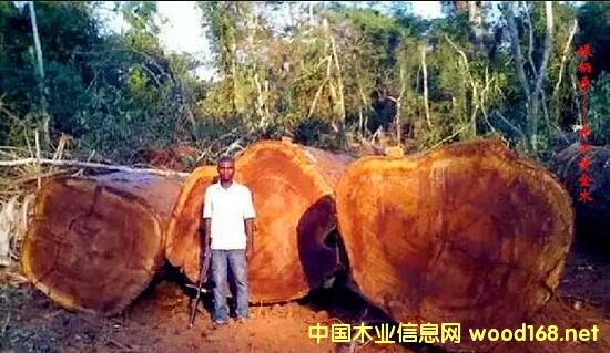 ľİٿƣGɣIrokoSľ